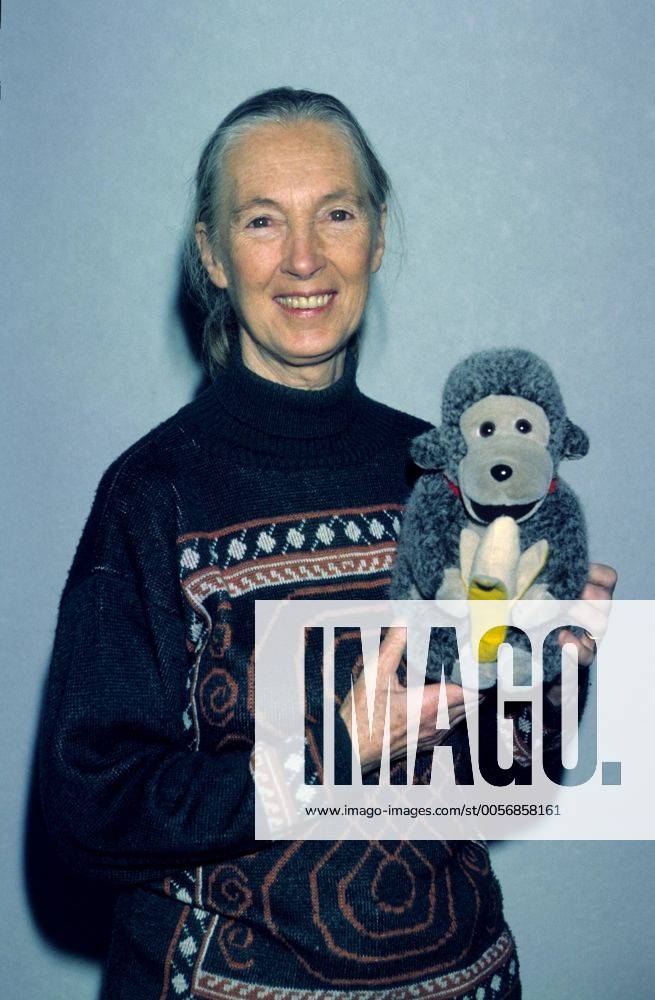 IMAGO ICONS: Jane Goodall Jane Goodall (Verhaltensforscherin) 12 97 kri Frau Forschung Universität Soziologie Lehre Verhalten dunkelhaarig langhaarig Pferdeschwanz leger Pullover stehend Spielzeug Plüschtier haltend Affe halb hoch lächelnd