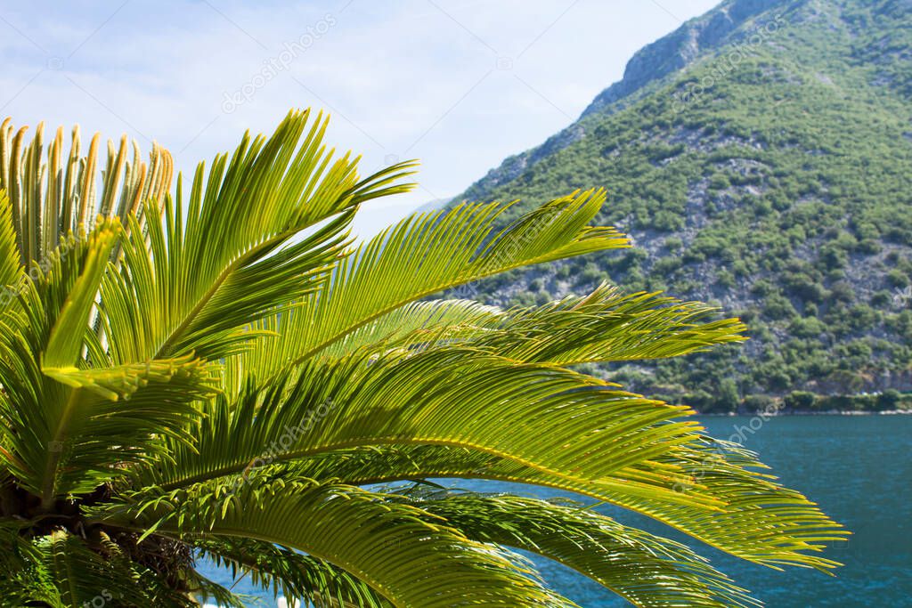 Summer background. Close-up on palm leaves, sea and mountains on the sunny day.