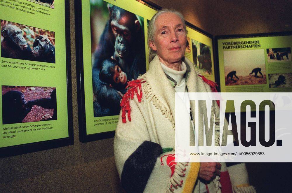 IMAGO ICONS: Jane Goodall Dr. Jane Goodall (Verhaltensforscherin) 12 02 thg Affen Frau England Großbritannien Forschung Wissenschaft Forscherin Wissenschaftlerin Tierforscherin Schimpansenforscherin Soziologie Verhalten Verhaltensforschung der Schimpansen im Urwald von Tansania Erforschung Beobachtung Tierbeobachtung grauhaarig langhaarig Pferdeschwanz leger Pullover Rollkragenpullover Rollkragen Umhang Poncho halb quer stehend lächelnd Ausstellung Ausstellungseröffnung Bildtafeln Texttafeln Bilder Fototermin im Allwetterzoo am 09.12.2002 in Münster