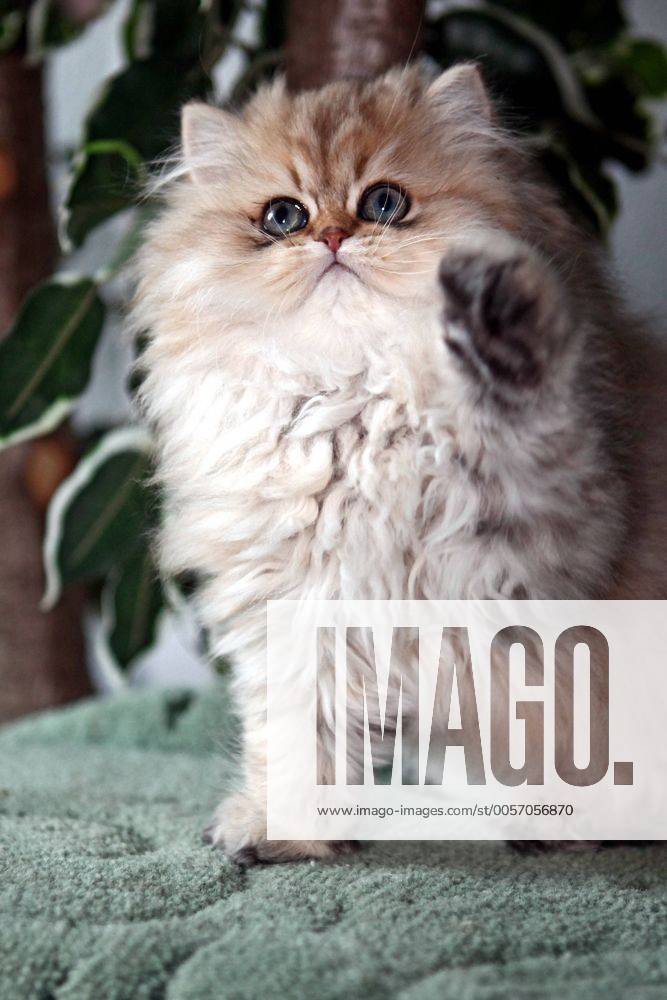 Perserkatze. Perserkatze.