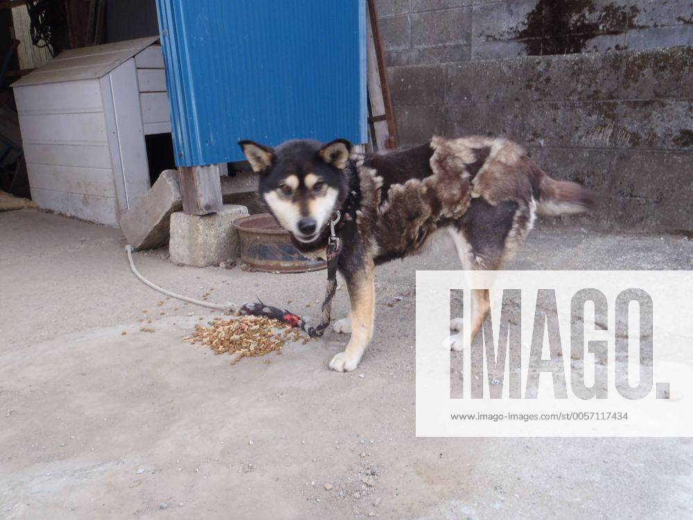 (FILE PHOTO) Tomioka, Japan - A photo released on February 28, 2012 shows a dog inside the Fukushima nuclear zone. Naoto Matsumura (52) is a rice farmer living alone about 12km away from the crippled Fukushima Dai Ichi nuclear power plant. This puts him well within the government imposed danger exclusion zone but he has refused steadfastly to evacuate from his hometown, Tomioka since the March 11th 2011 disaster happened. Before the nuclear crisis took hold his town was home to 16,000 but now Matsumura-san is the only inhabitant. He has been surviving on canned food cooked on a gas stove and provided by volunteers as he still has no electric power. Most of his days are spent looking after abandoned animals including pets and farm animals left by victims and evacuees. These are his only company. He requested help from the government for this but was told that all they could do was to kill ( 20151793)