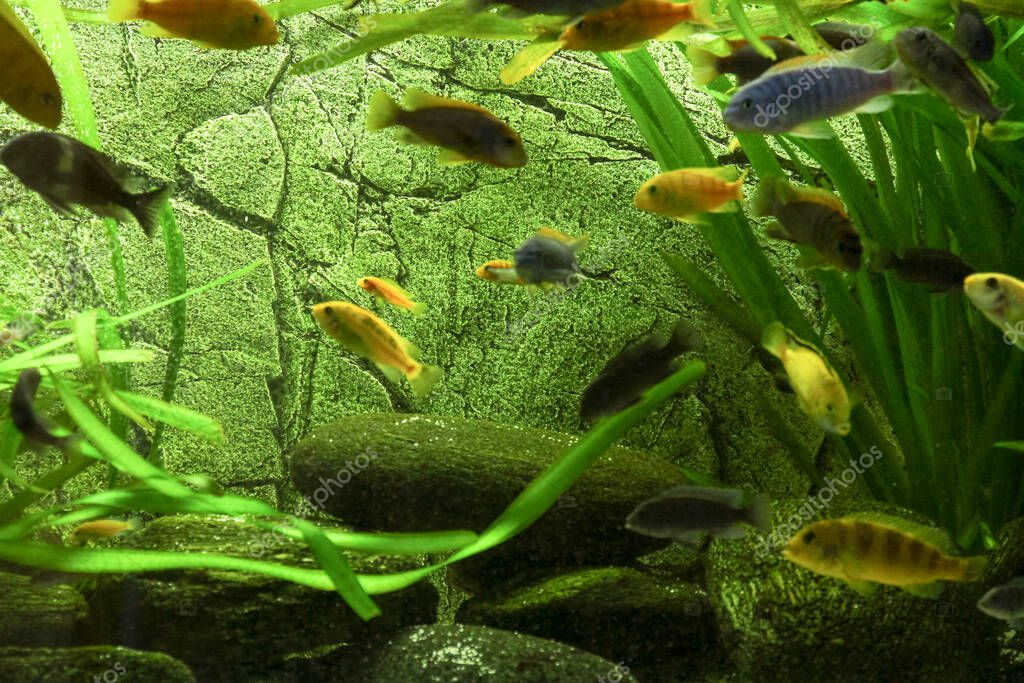 Fish in large aquarium of African | IMAGO stock photo