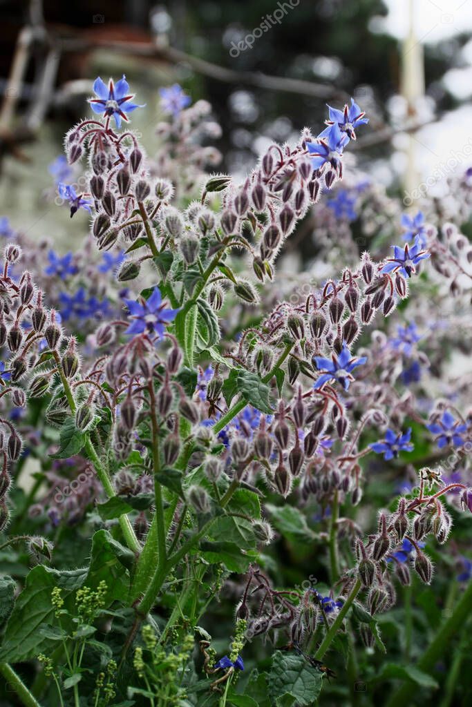 ITALY, Lazio, countryside, borage plant and flowers