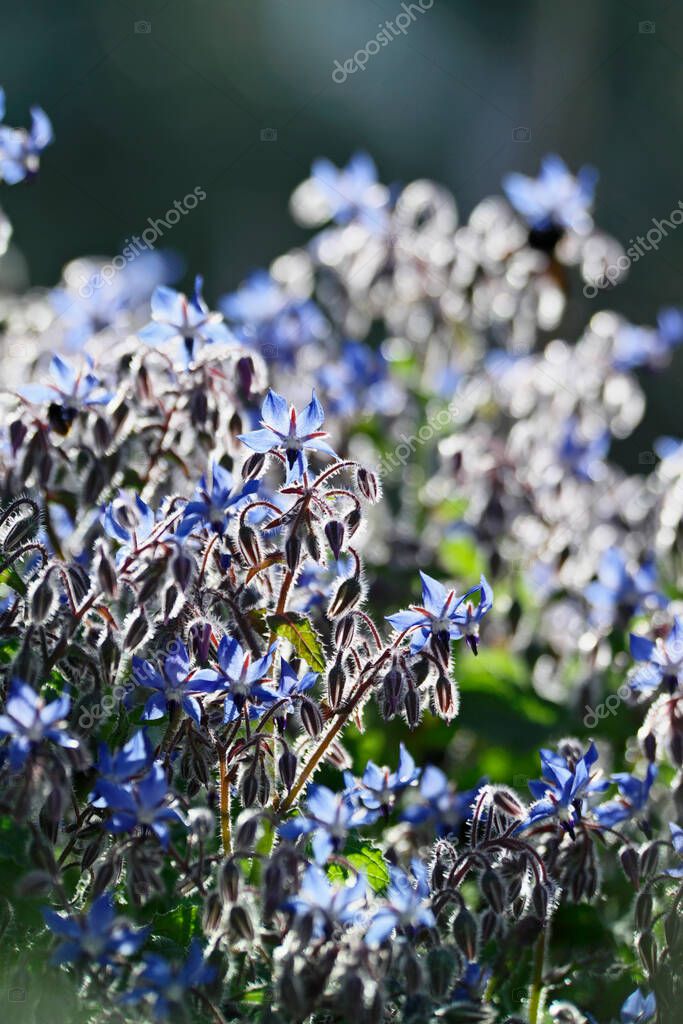ITALY, Lazio, countryside, borage plant and flowers