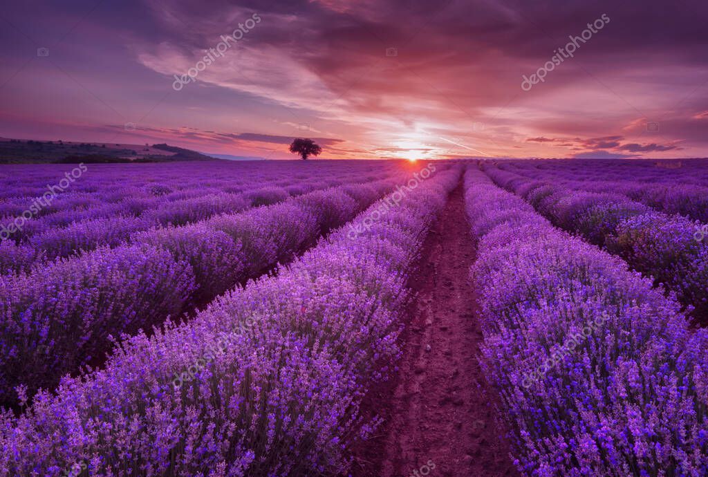 Lavender fields. Beautiful image of lavender field. Summer sunset landscape, contrasting colors. Dark clouds, dramatic sunset.