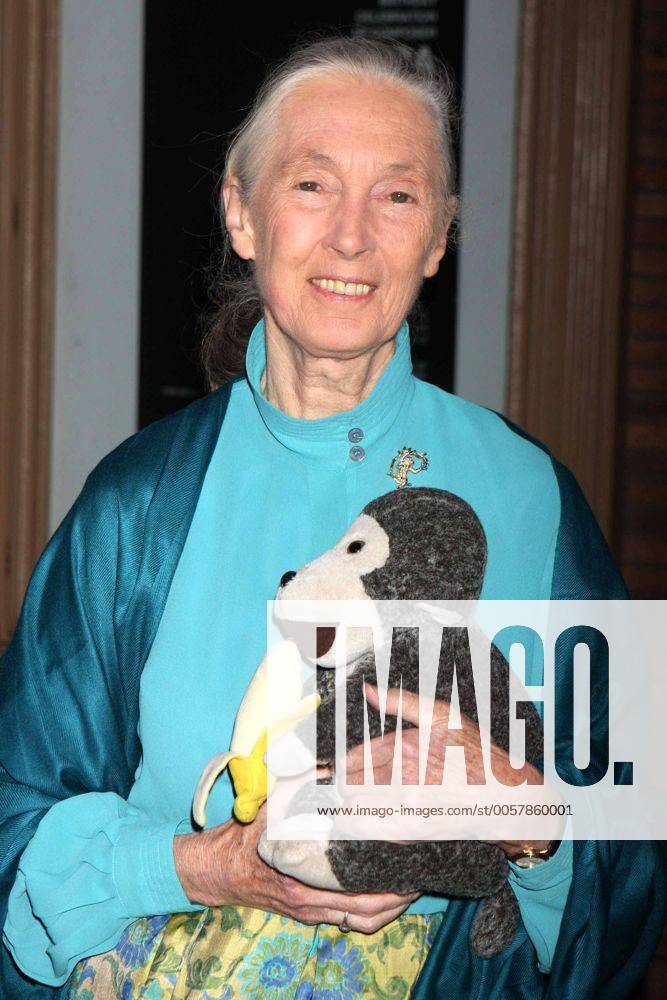 IMAGO ICONS: Jane Goodall Nov. 11, 2008 - New York, New York, U.S. - DR. JANE GOODALL ARRIVING AT GLAMOUR MAGAZINE S 2008 WOMEN OF THE YEAR AWARDS AT CARNEGIE HALL IN NEW YORK New York ON 11-10-2008. 2008..K60129HMC New York U.S. - ZUMAmg1