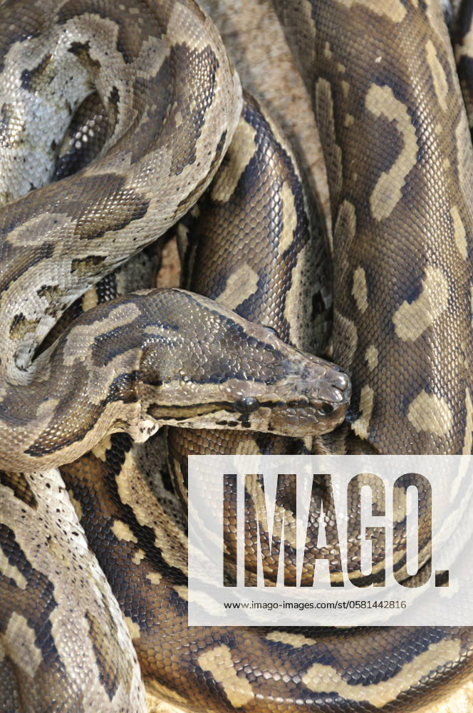 Southern African Rock Python (Python nat.......... Southern African Rock Python (Python natalensis), Kruger National Park, Limpopo Province, South Africa,