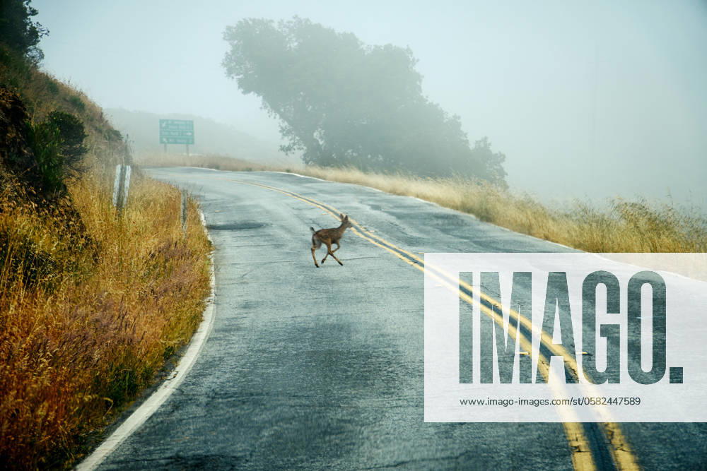 A deer runs across a winding country road in the fog