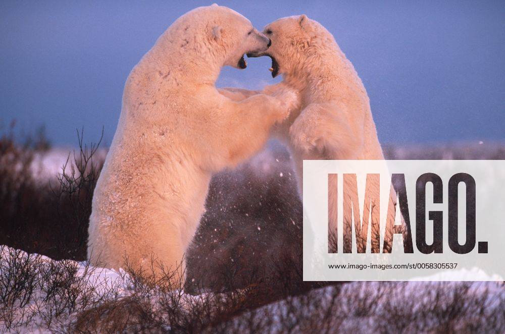 Eisbaer (Ursus maritimus), kaempfend in der Abendsonne, Kanada, Manitoba polar bear (Ursus maritimus), fighting in evening light, Canada, Manitoba BLW028968