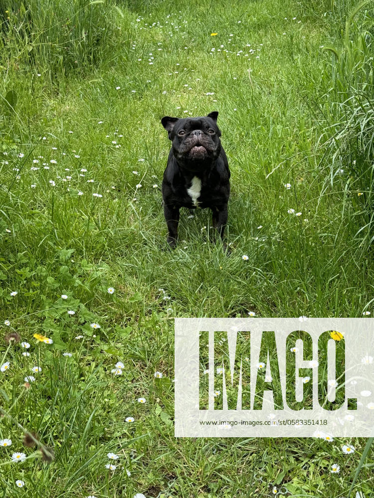 Boy Black Whites French Bulldog barks at Garden at the Daisy meadow 1088817399