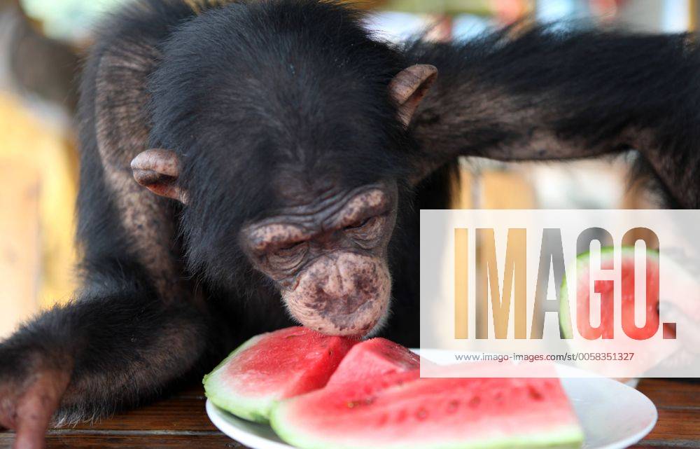 (120815) -- CHONGQING, Aug. 15, 2012 (Xinhua) -- A Chimpanzee has watermelon to relieve summer heat at Chongqing Wildlife World in Chongqing, southwest China, Aug. 14, 2012. Staff members of the zoo take a series of measures to make animals spend a comfortable summer time. (Xinhua Chen Shichuan) (lfj) CHINA-CHONGQING-ANIMALS-SUMMER HEAT (CN)