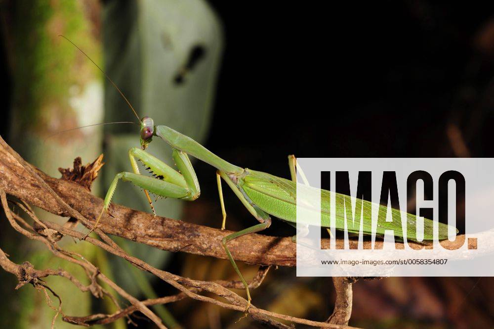 Indische Riesengottesanbeterin, Indische Grosse Gottesanbeterin, Indische Riesen-Gottesanbeterin (Hierodula cf. membranacea ), sitzt lauernd auf einem Zweig, Sri Lanka, Sinharaja Forest Nationalpark giant asian mantis (Hierodula cf. membranacea ), sitting on an branch lurking, Sri Lanka, Sinharaja Forest National Park BLWS311478