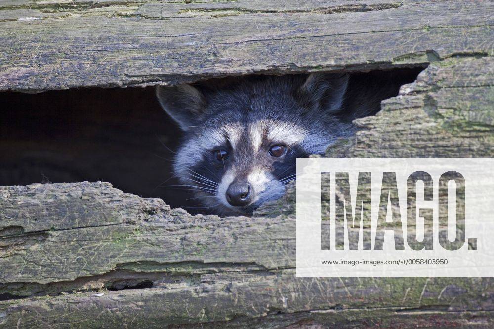 Waschbaer (Procyon lotor), schaut aus seinem Versteck hinaus, Deutschland, Saarland common raccoon (Procyon lotor), looking out of his hiding place, Germany, Saarland BLWS313660