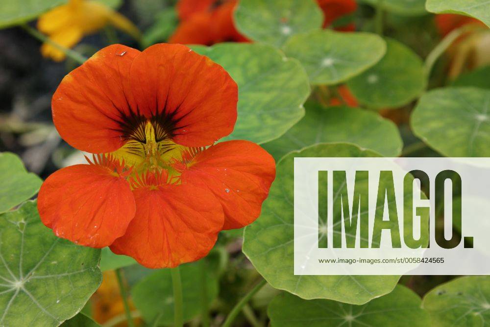 Grosse Kapuzinerkresse, Grosse Kapuziner-Kresse, Kapuzinerkresse, Kapuziner-Kresse (Tropaeolum majus), bluehend Indian cress, common nasturtium, garden nasturtium (Tropaeolum majus), blooming BLWS288375
