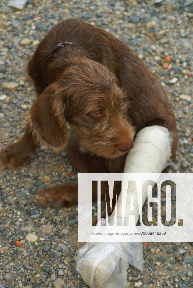 Deutsch Drahthaar (Canis lupus f. familiaris), Welpe mit Gipsbein German Wire-haired Pointing Dog (Canis lupus f. familiaris), puppy with plastered leg BLWS283786