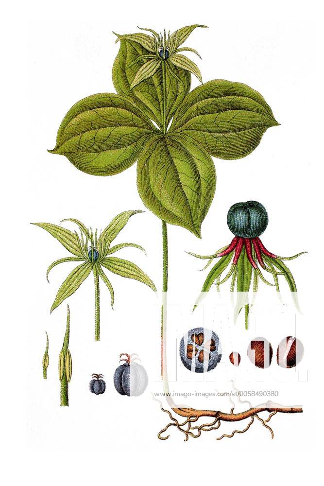Vierblättrige Einbeere (Paris quadrifolia), Heilpflanze, historische Chromolithographie, ca. 1796 iblsce02335909