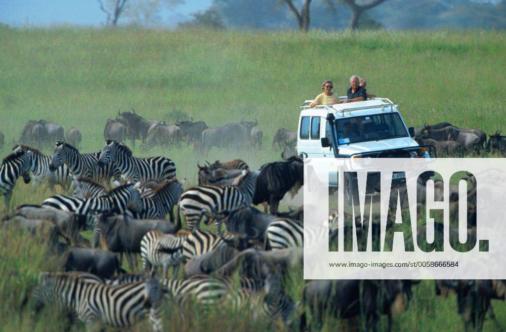 Gnu, Streifengnu, Weissbart-Gnu (Connochaetes taurinus), wandernde Herde mit Zebras, wird von Safari Touristen beobachtet, Tansania, Serengeti Nationalpark blue wildebeest, brindled gnu, white-bearded wildebeest (Connochaetes taurinus), migrating herd with zebras, watching by safari tourists, Tanzania, Serengeti NP BLW037909