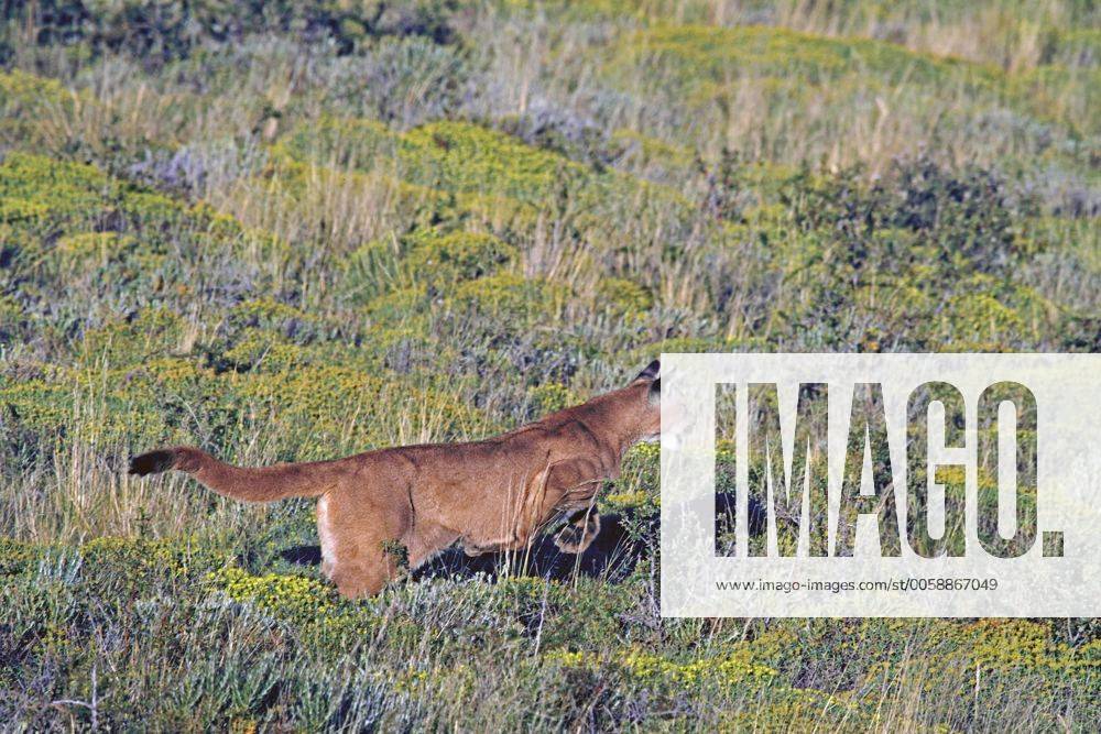 Puma, Bergloewe, Berg-Loewe (Puma concolor, Profelis concolor, Felis concolor), beim Absprung, Chile, Ultima Esperanza, Torres del Paine Nationalpark Puma, Mountain lion, Cougar (Puma concolor, Profelis concolor, Felis concolor), jumping, Chile, Ultima Esperanza, Torres del Paine National Park BLWS320163