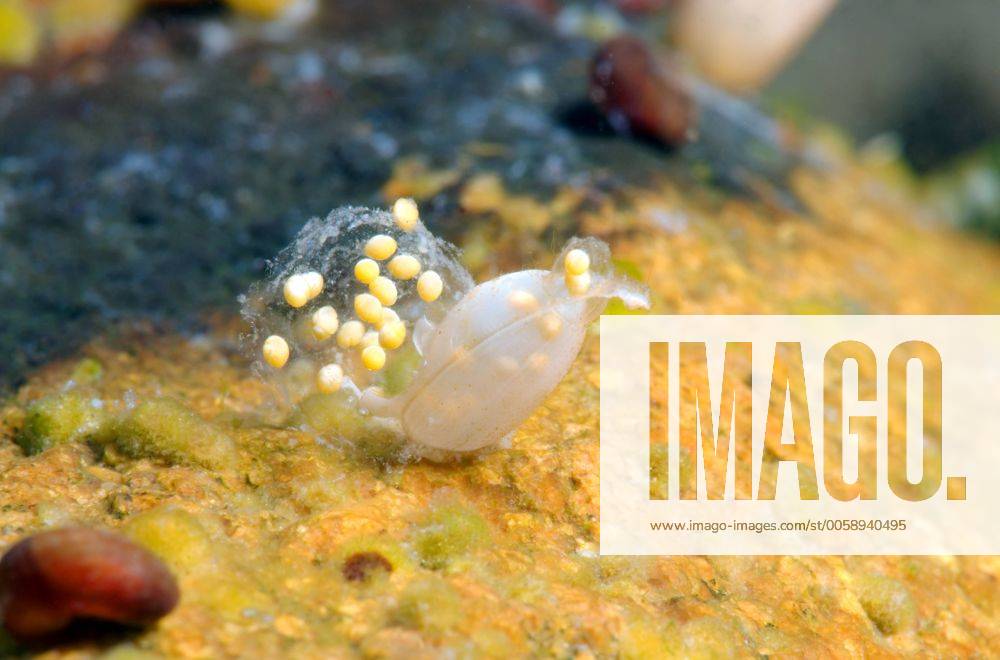 Eier einer Süßwasserschnecke, Baikalsee, Sibirien, Russland, Eurasien ibxaaa02386178