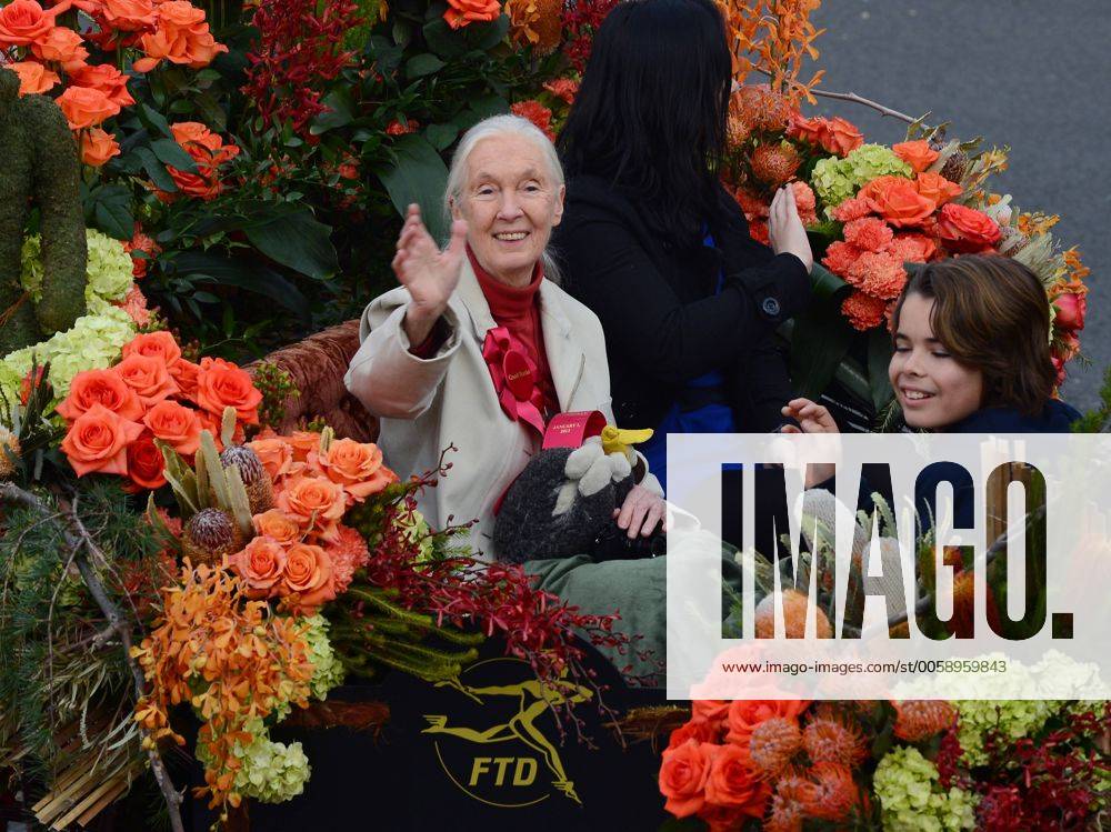 IMAGO ICONS: Jane Goodall Jane Goodall, the world s foremost expert on chimpanzees and Grand Marshall of the 2013 Rose Parade, waves to spectators as she makes her way down Colorado Blvd. in Pasadena, California on January 1, 2013. LAP2013010114
