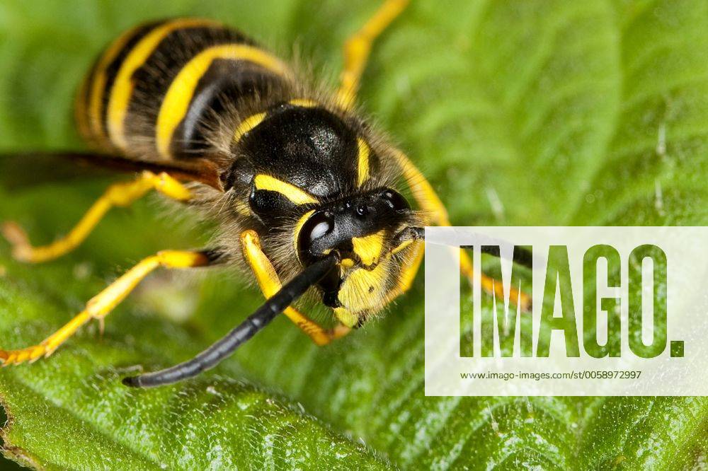 Waldwespe, Wald-Wespe (Dolichovespula sylvestris), Koenigin sitzt auf einem Blatt, Deutschland tree wasp, wood wasp (Dolichovespula sylvestris), queen sitting of a leaf, Germany BLWS323155