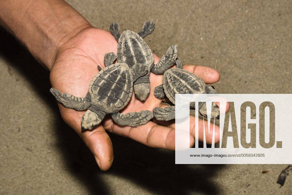 IMAGO Creative: UN Welt-Habitat-Tag am 3. Oktober Pazifische Bastardschildkroete (Lepidochelys olivacea, Lipidochelys olivacea), frisch geschluepfte Meeresschildkroeten in einer Hand, Indien, Andamanen, Cutbert Bay olive ridley (sea turtle), Pacific ridley turtle (Lepidochelys olivacea, Lipidochelys olivacea), Seaturtle hatchlings in hand, India, Andaman Islands, Cutbert Bay BLWS236401