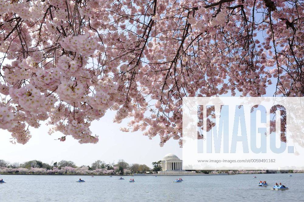 Cherry blossoms are in full flower with the Jefferson Memorial in the background, at the Tidal Basin, April 9, 2013, in Washington, DC, an annual event that brings thousands of viewers to the area. WAP20130409503