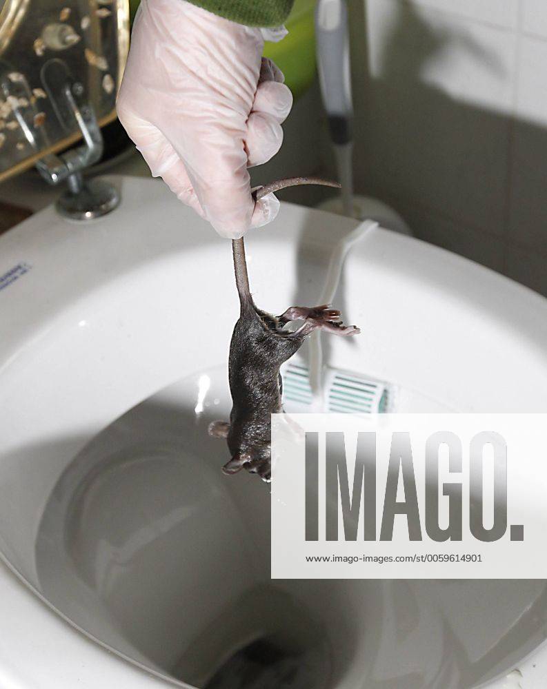 Rattenplage im Puschkinweg in Bad Dürrenberg Foto: Tote Ratte wird aus der Toilette gefischt