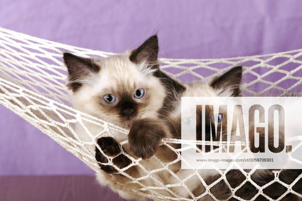 Ragdoll (Felis silvestris f. catus), zwei Kaetzchen in einer Haengematte Ragdoll (Felis silvestris f. catus), two kitten in a hammock BLWS201256