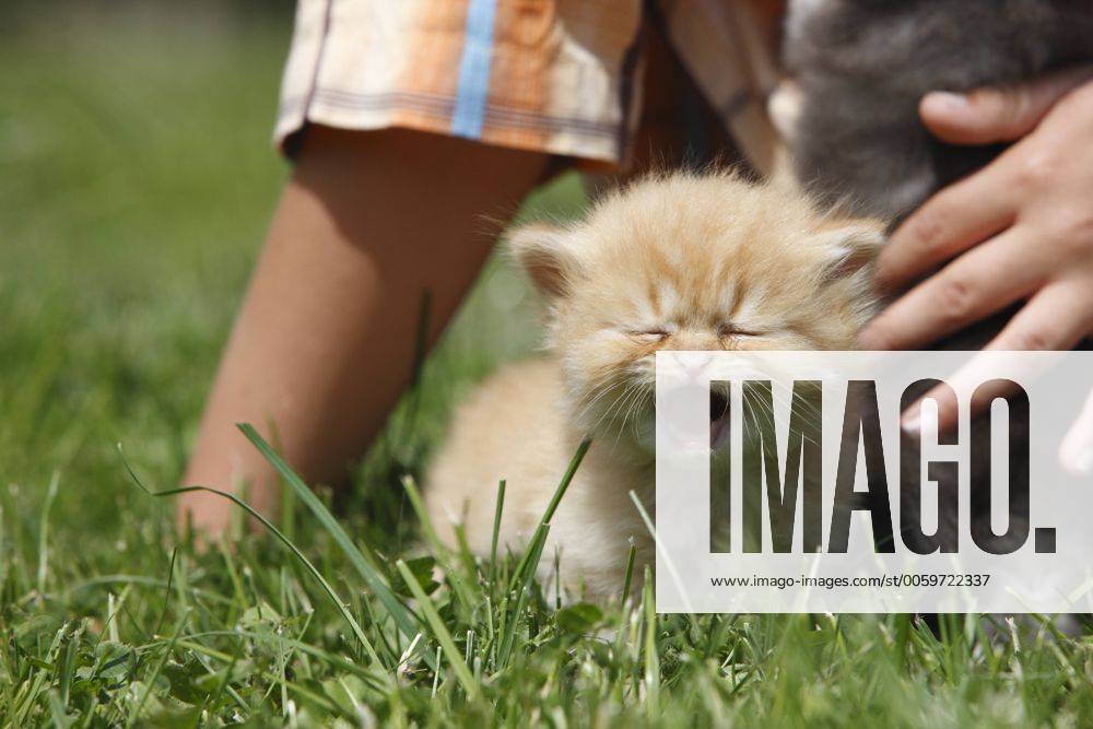 Perser, Perserkatze, Perser-Katze (Felis silvestris f. catus), Junge sitzt mit 4 Wochen altem Kaetzchen auf Wiese domestic cat, house cat, Persian (Felis silvestris f. catus), boy sitting in a meadow with a 4 weeks old kitten BLWS236590