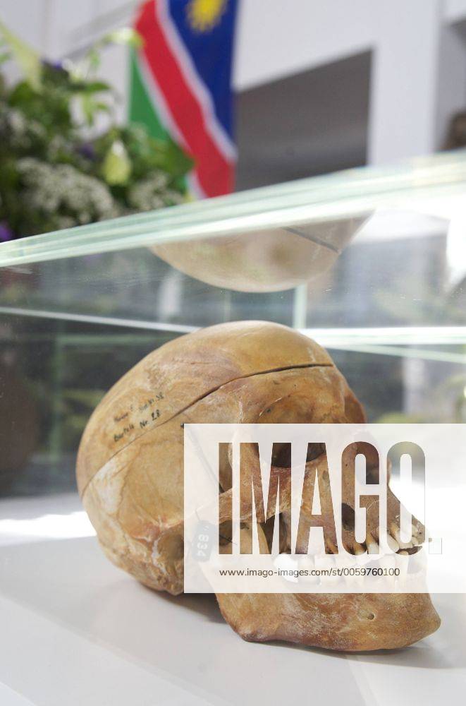 Schädel eines Opfers des Völkermords in Namibia bei einem Gedenkgottesdienst am Donnertag (29.09.2011) in der Berliner Matthäuskirche. Anlässlich der Rückführung von Schädeln der Opfer des Völkermords hat die evangelische Kirche des Landes am Donnerstag einen Gottesdienst in Berlin gefeiert. Einen Tag vor der offiziellen Übergabe der menschlichen Überreste von Vertretern der Volksstämme der Herero und Nama gedachten sie in der Matthäuskirche der insgesamt 75.000 Opfer, die 1904 von deutschen Kolonialsoldaten ermordet wurden. 20 Schädel, die vor mehr als 100 Jahren zu Forschungszwecken ins Deutsche Reich gebracht wurden und bis heute im Archiv der Universitätsklinik Charité lagerten, sollen am Freitag zurückgegeben werden. (Siehe epd-Meldung vom 29.09.2011) DER ABDRUCK DES EPD-FOTOS IST HONORARPFLICHTIG! Gottesdienst für Opfer des Völkermords in Namibia 372470