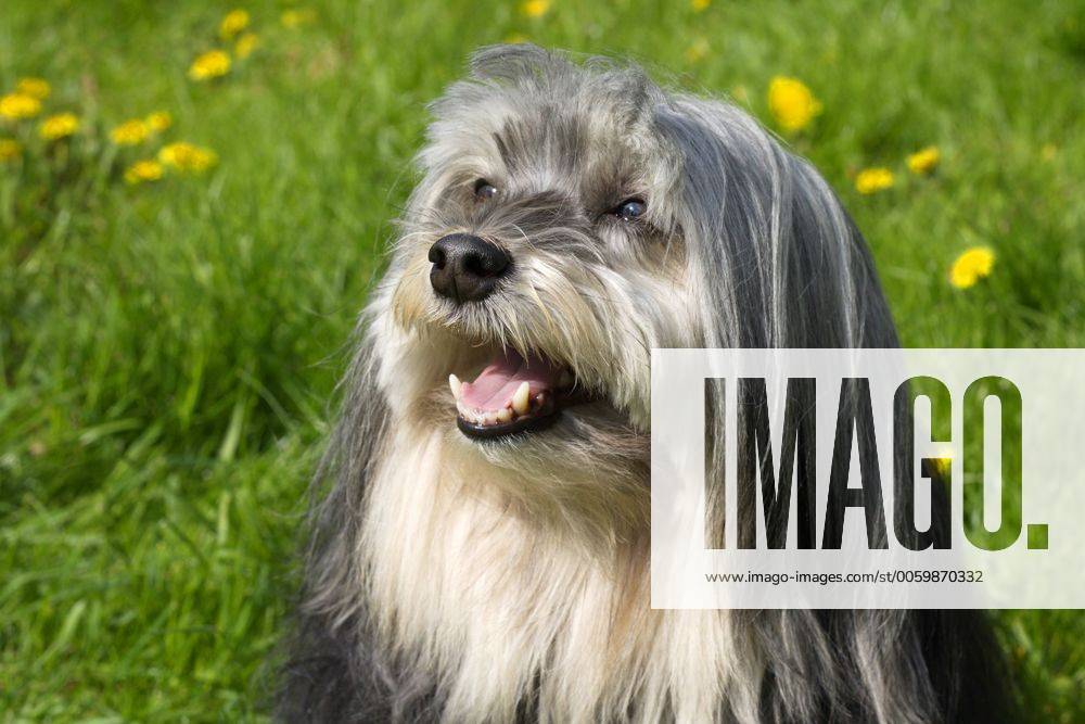 Loewchen, Petit chien lion (Canis lupus f. familiaris), Portraet auf einer Wiese, Deutschland Little Lion Dog (Canis lupus f. familiaris), portrait in a meadow, Germany BLWS338226