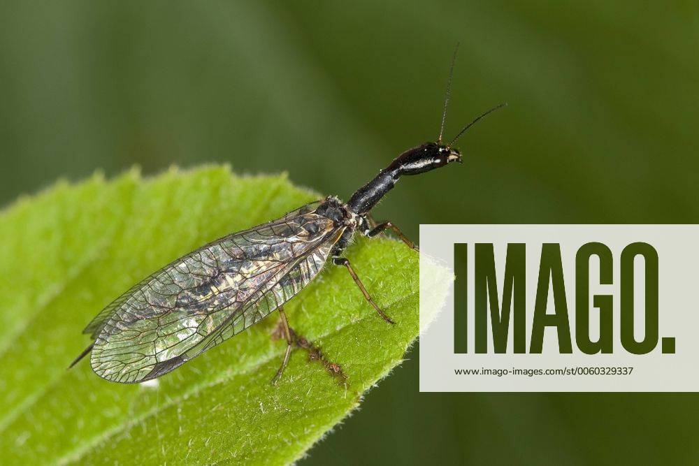 Gefleckte Kamelhalsfliege, Gefleckte Kamelhals-Fliege (Phaeostigma notata), Weibchen sitzt auf einem Blatt, Deutschland snakefly (Phaeostigma notata), female on a leaf, Germany BLWS296749