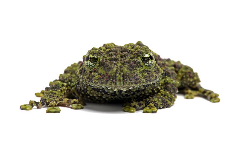Mossy Frog (Theloderma Corticale), Vietnamese Mossy Frog on white background