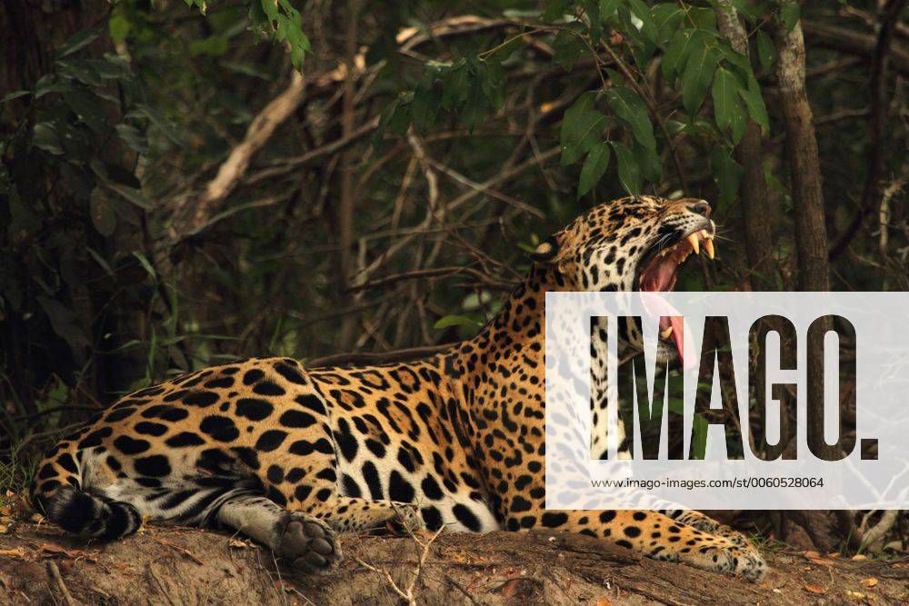 Jaguar (Panthera onca), liegt und gaehnt, Brasilien, Matto Grosso, Pantanal, Rio Cuiaba jaguar (Panthera onca), lying and yawning, Brazil, Matto Grosso, Pantanal, Rio Cuiaba BLWS346655