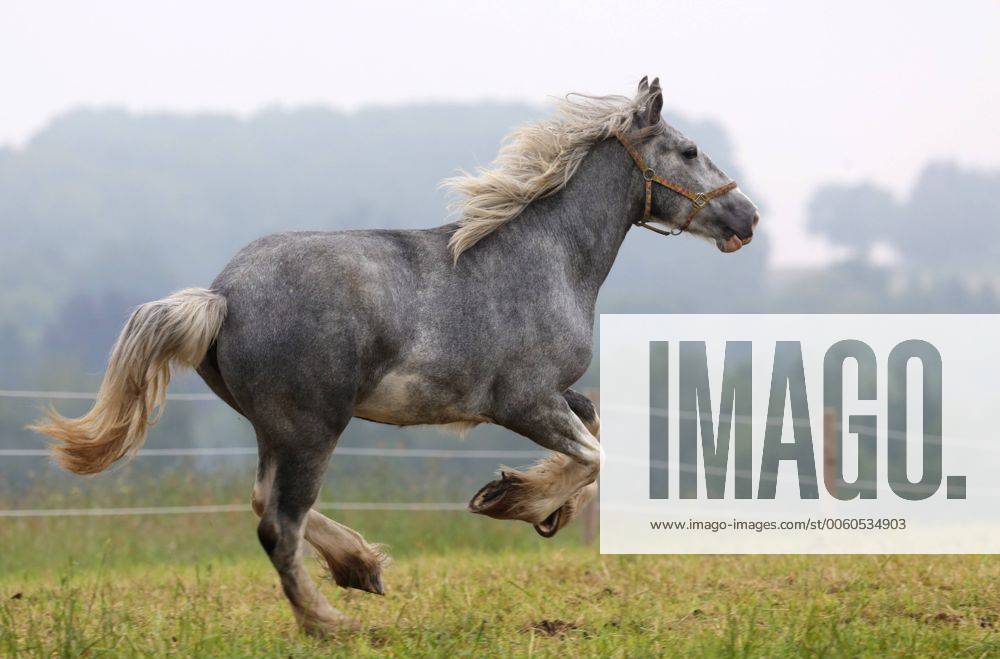 Oberoderwitz, Sachsen, GER - Shire Horse im Galopp auf der Weide. Pferdehof am Spitzberg. (Pferd, Shirehorse, Shire, Rasse, Pferderasse, Rassepferd, Shire Horse, Schimmel, Kaltblut, Kaltblueter, Kaltblutpferd, Galopp, galoppieren, Kaltblüter) 052D080613OBERODERWITZ.JPG GALOPP