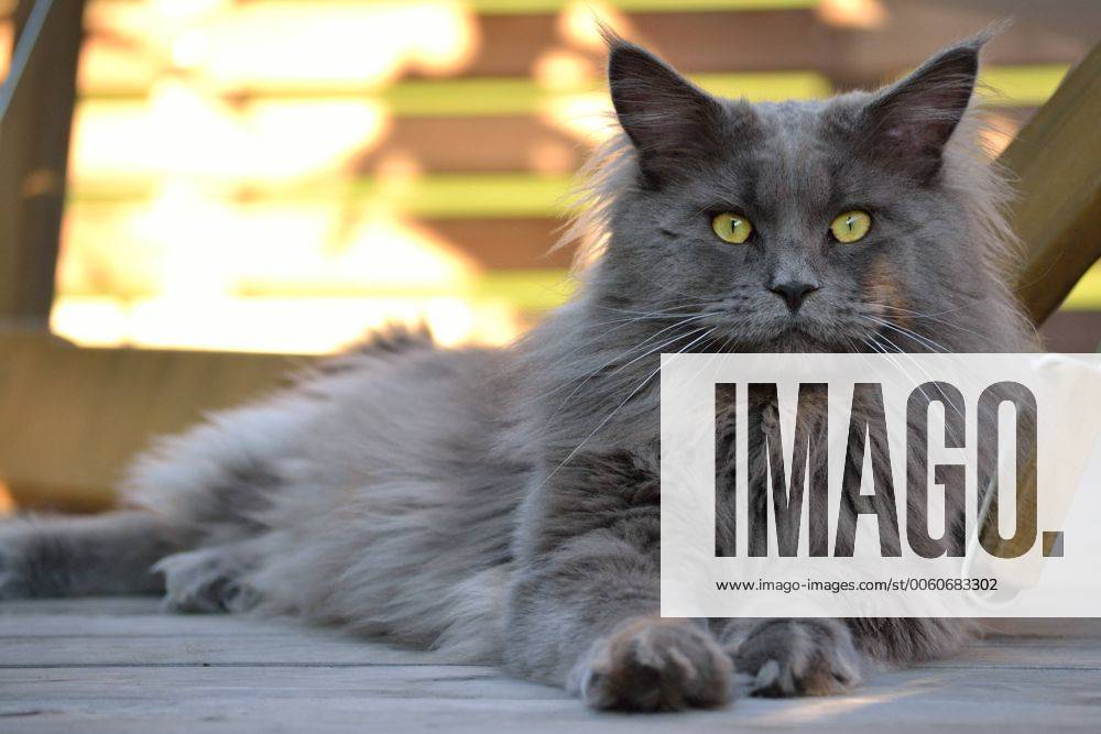 Graue Maine coon Katze liegt und schaut in Kamera 1077400936