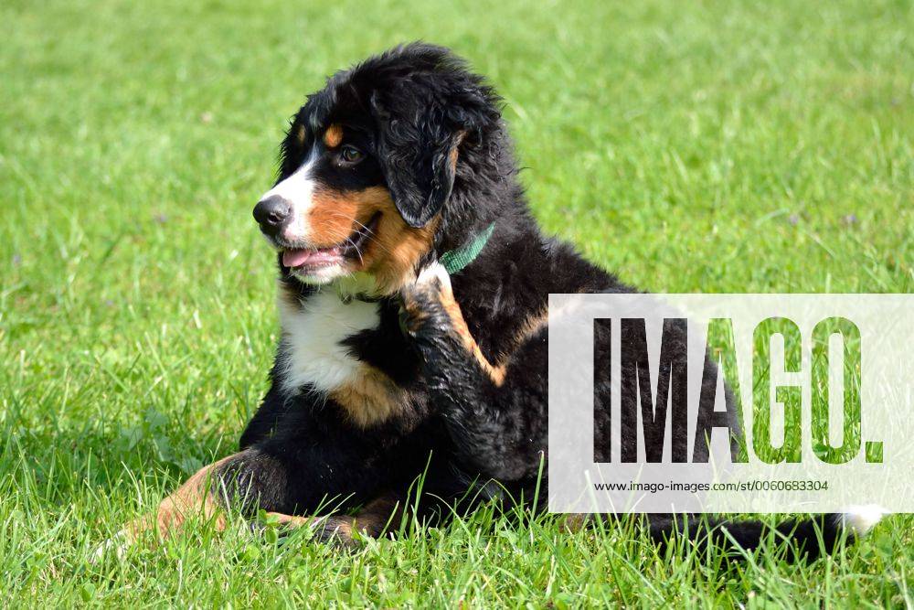 Flauschiger junger Berner Sennenhund kratzt sich 1077400978