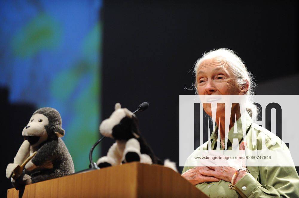 IMAGO ICONS: Jane Goodall Primatologist Dr. Jane Goodall, participates in a conference called Reasons for Hope , in the Catholic University of Chile, in Santiago, capital of Chile, on Nov. 23, 2013. Jane Goodall has dedicated her life to studying the behavior of chimpanzees in Africa and to promote sustainables lifestyles for the planet. Goodall will be visiting Chile until Nov. 26 conducting various activities, according to the local press. (Xinhua Jorge Villegas) (jp) (ce) CHILE-SANTIAGO-ENVIRONMENT-CONFERENCE