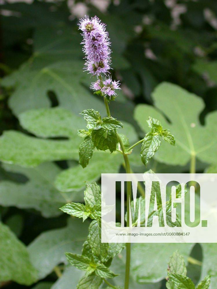 Pfefferminze, Pfeffer-Minze, Minze, Edelminze, Englische Minze, Teeminze, Frauenminze (Mentha x piperita, Mentha piperita, M. aquatica x M. spicata), bluehend, Deutschland peppermint, hybrid-peppermint (Mentha x piperita, Mentha piperita, M. aquatica x M. spicata), blooming, Germany BLWS301629