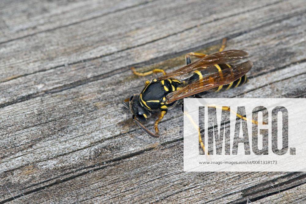 Heide-Feldwespe, Heidefeldwespe (Polistes nimpha, Polistes opinabilis), Feldwespe sammelt Holz fuer den Nestbau, Deutschland Paper wasp (Polistes nimpha, Polistes opinabilis), collecting for for building of the nest, Germany BLWS361627
