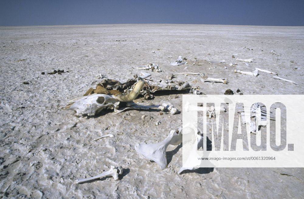 IMAGO Nature: Unsere Erde, Klimawandel, Dürren Skelett eines verendeten Rindes, Makgadikgadi Pan, Botswana, Afrika ibldrn03874112