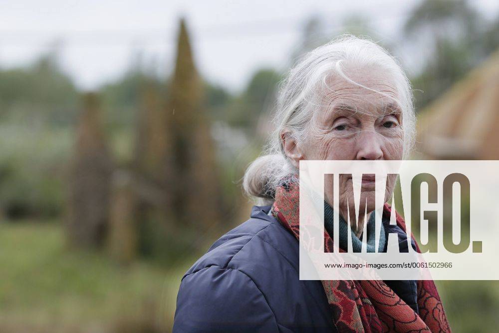IMAGO ICONS: Jane Goodall Dr. Jane Goodall besucht den Safaripark Beekse Bergen - Hilvarenbeek, Niederlande