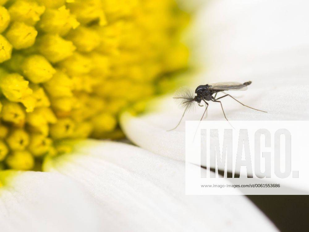Trauermuecken (Sciaridae), Maennchen sitzt auf der Bluete einer Magerwiesen-Margerite (Leucanthemum vulgare), Deutschland dark-winged fungus gnats, root gnats (Sciaridae), male sitting on an ox-eye daisy flower (Leucanthemum vulgare), Germany BLWS365339