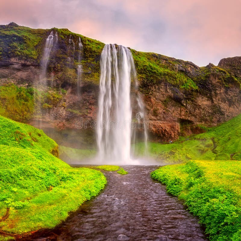 Seljalandsfoss waterfall in Iceland at sunset, amazing summer landscape with green flowering meadow and falling water, travel, Seljalandsfoss waterfall in Iceland at sunset, amazing summer landscape with green flowering meadow and falling water from the cliff, travel background, popular tourist attraction