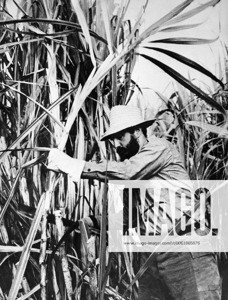 Apr. 29, 1965 - Havana, Cuba - Cuban revolutionary leader who led his country from 1959 until his retirement in 2008, FIDEL CASTRO transformed Cuba into the first communist state in the Western Hemisphere. President Castro outlasted no fewer than nine American presidents since he took power in 1959. PICTURED: FIDEL CASTRO cutting sugarcane. Havana Cuba - ZUMAk09