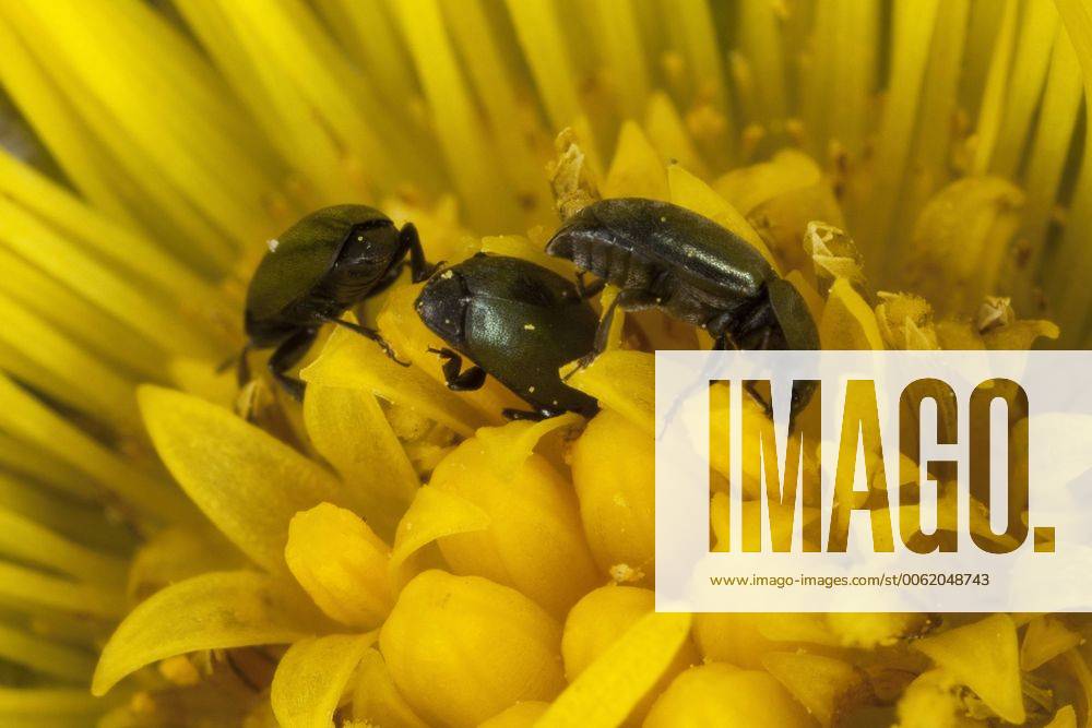 Rapsglanz-Kaefer, Rapsglanzkaefer (Meligethes aeneus, Brassicogethes aeneus), als Bluetenbesucher auf Huflattich, Deutschland pollen beetle (Meligethes aeneus, Brassicogethes aeneus), on coltsfoot, Germany BLWS273770