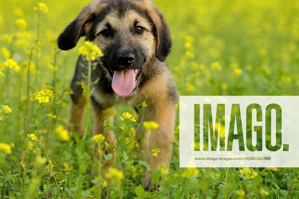 Mischlingshund (Canis lupus f. familiaris), Welpe laeuft durch bluehendes Rapsfeld, Deutschland, Bayern mixed breed dog (Canis lupus f. familiaris), puppy walking through blooming rape field, Germany, Bavaria BLWS293713
