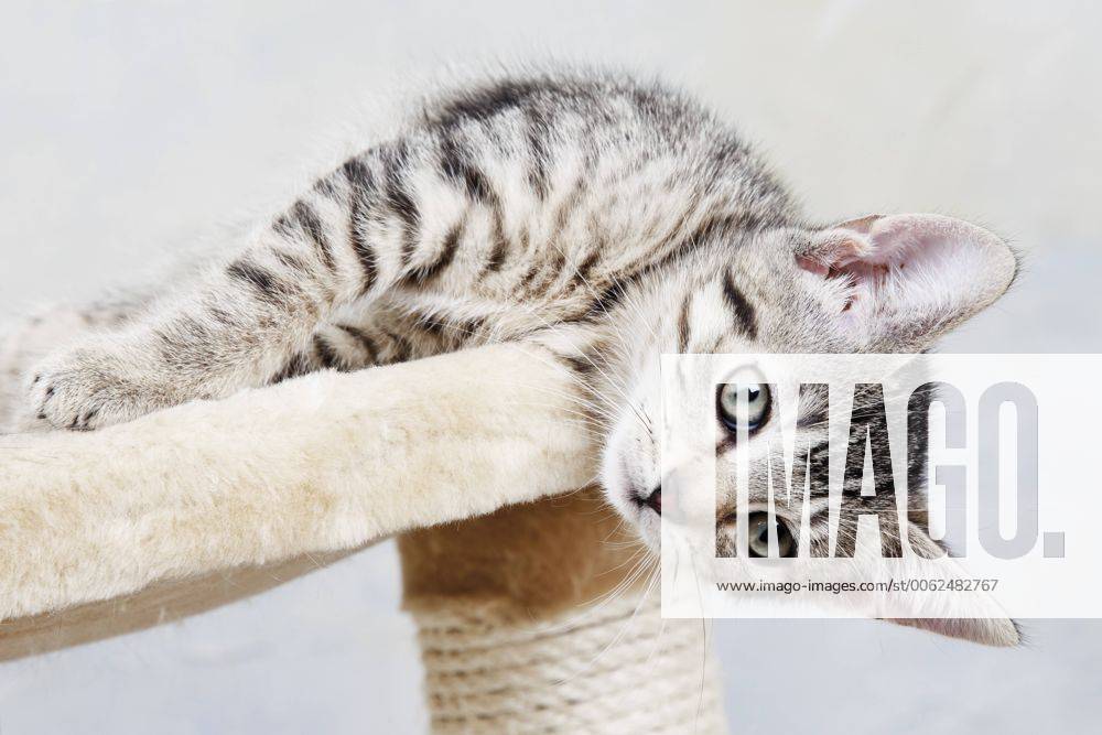 Domestic cat, kitten lying on cat tree 11313CS-U