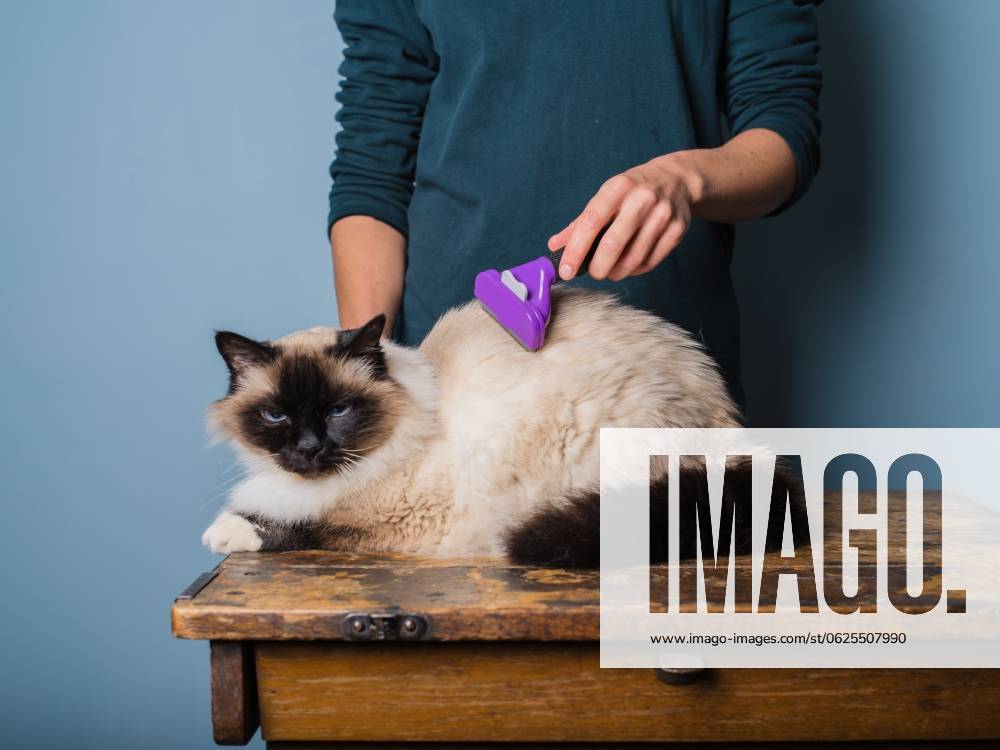 A young woman is grooming a long haired Birman cat ,model released, Symbolfoto; einer Jung Frau ist grooming einer Langes haired Birman Katze ,model released, Symbolfoto ING_37571_03670